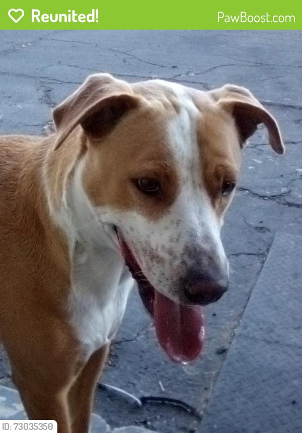 Reunited Male Dog last seen Sahara & Durango, Spring Valley, NV 89117