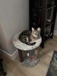 Lost Male Cat last seen Hagert stree, Philadelphia, PA 19125