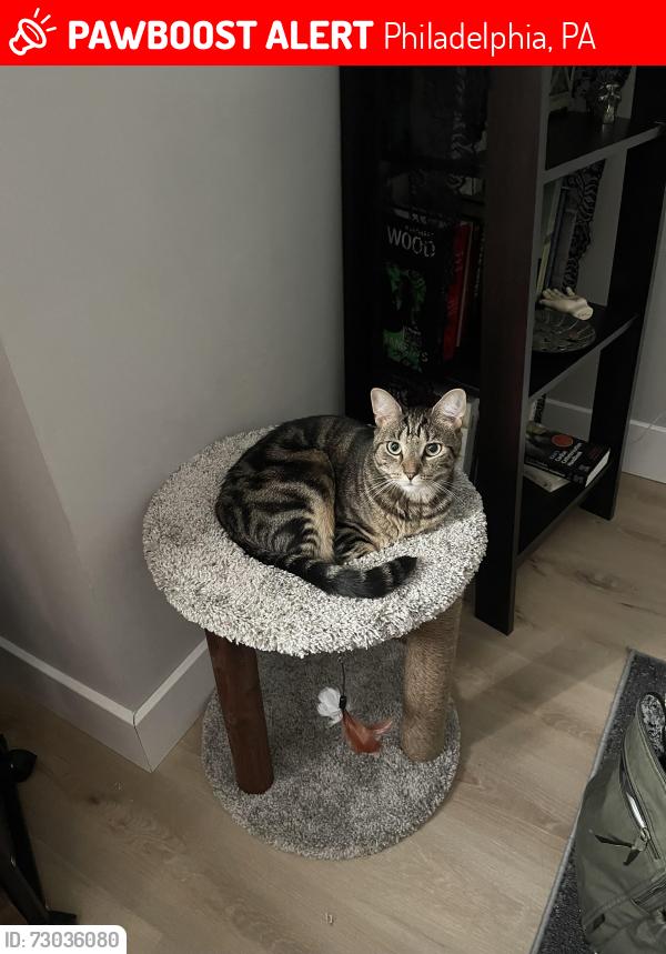 Lost Male Cat last seen Hagert stree, Philadelphia, PA 19125