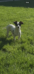 Lost Male Dog last seen 214th and Kelly lake rd, Bonney Lake, WA 98390