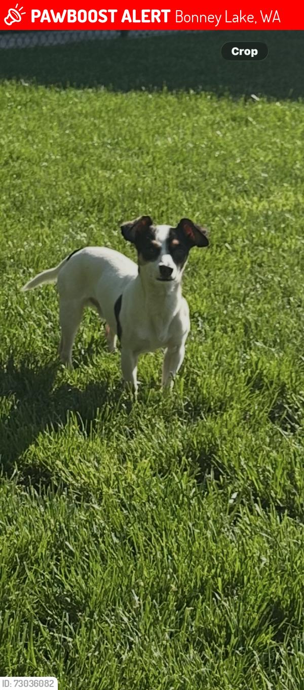 Lost Male Dog last seen 214th and Kelly lake rd, Bonney Lake, WA 98390