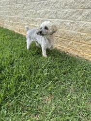 Lost Female Dog last seen Bobtail and pines road, Shreveport, LA 71129