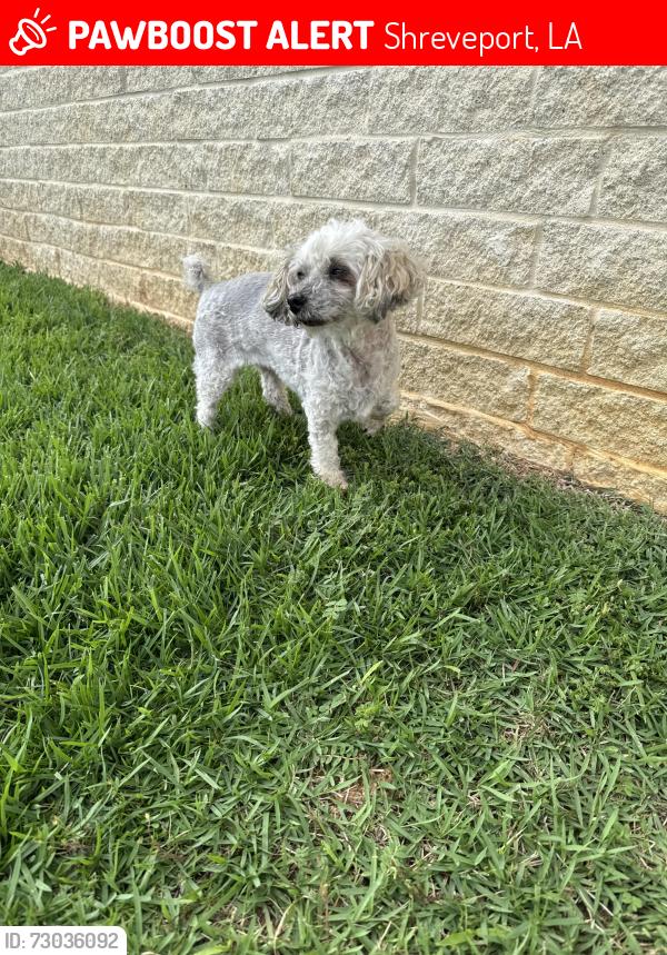 Lost Female Dog last seen Bobtail and pines road, Shreveport, LA 71129