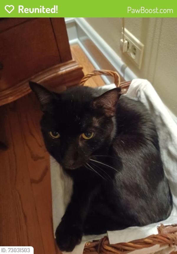 Reunited Male Cat last seen Prospect and Grant , Evanston, IL 60201