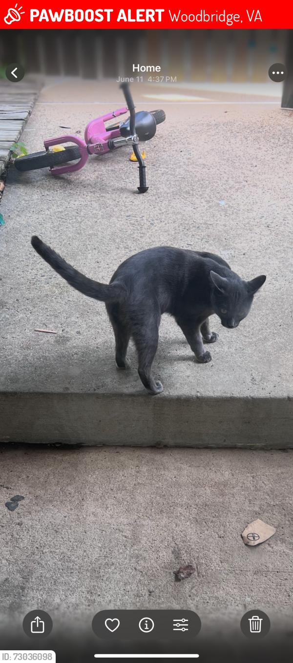 Lost Male Cat last seen He was last seen at 8 am yesterday june 20th near casa masala restaurant , Woodbridge, VA 22193
