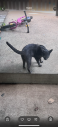 Lost Male Cat last seen He was last seen at 8 am yesterday june 20th near casa masala restaurant , Woodbridge, VA 22193