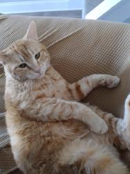 Lost Male Cat last seen Home, Murfreesboro, TN 37127