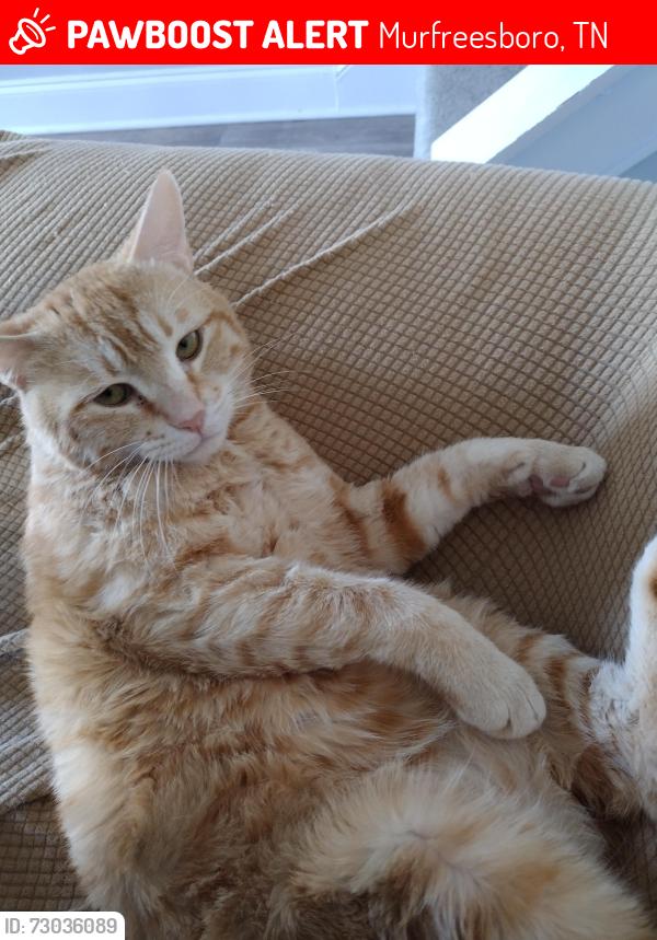 Lost Male Cat last seen Home, Murfreesboro, TN 37127