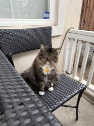 Lost Male Cat last seen Poet Christian Elementary School, Tracy, CA 95376