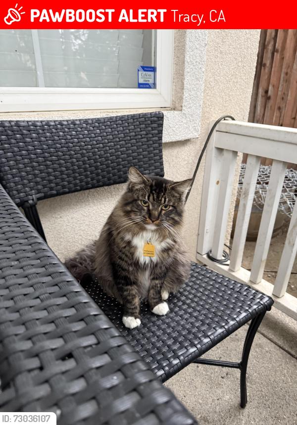 Lost Male Cat last seen Poet Christian Elementary School, Tracy, CA 95376