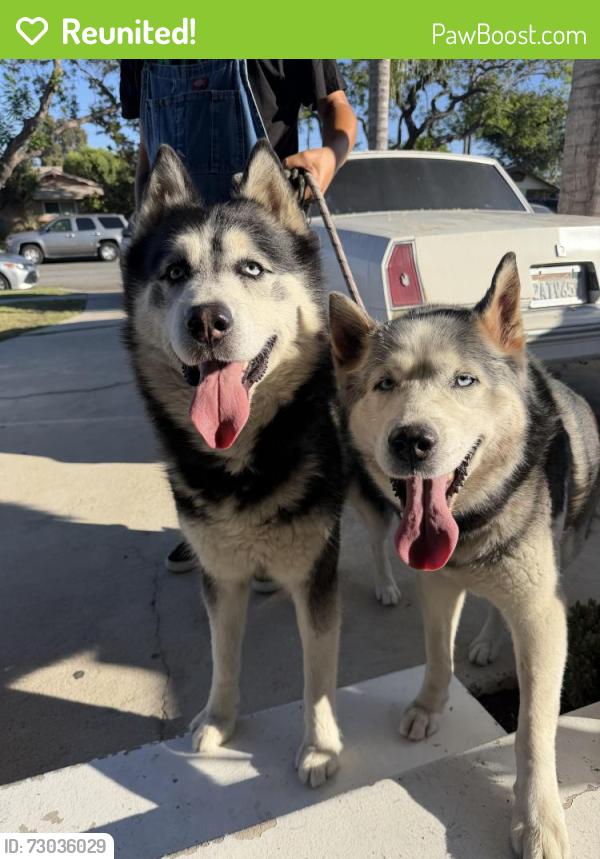 Reunited Unknown Dog last seen Avocado & Turin , Anaheim, CA 92805