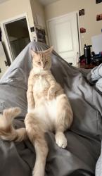 Lost Male Cat last seen N. Ingleside Dr. , Norfolk, VA 23502