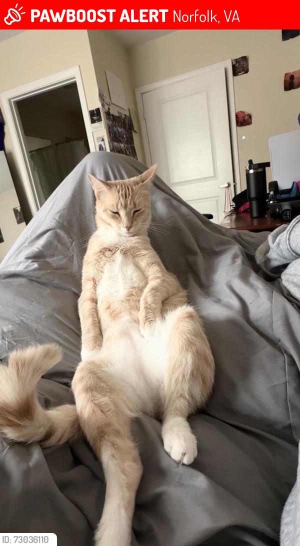 Lost Male Cat last seen N. Ingleside Dr. , Norfolk, VA 23502