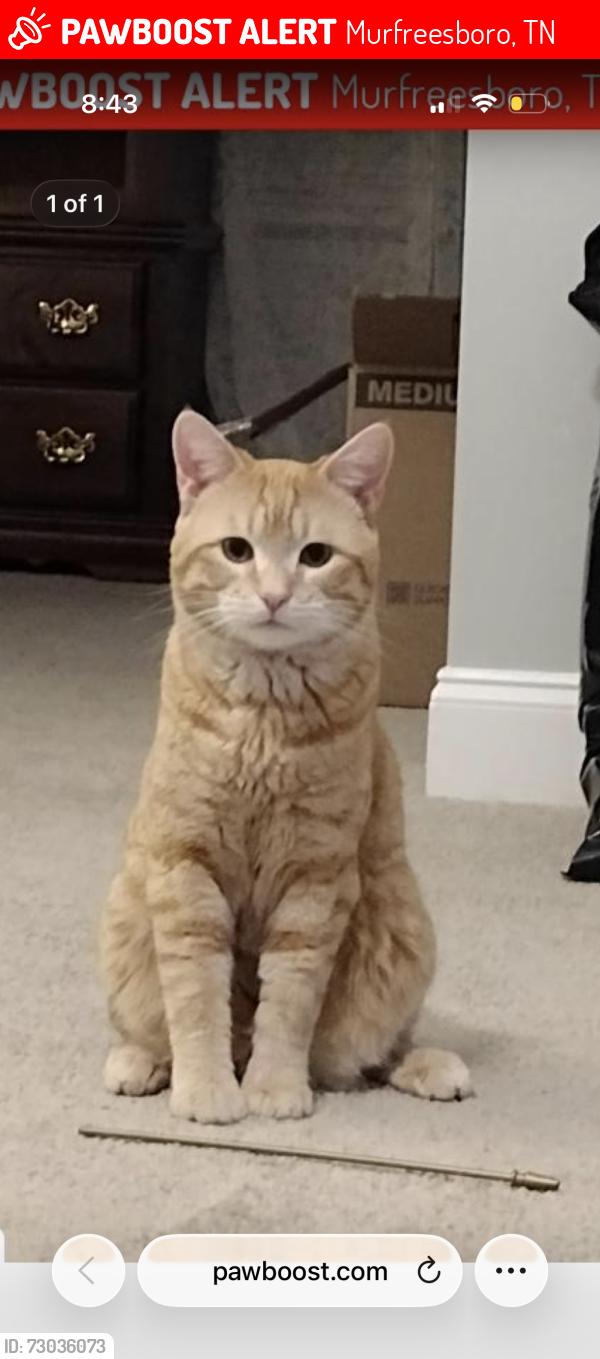 Lost Male Cat last seen Near viking ct, Murfreesboro, TN 37127