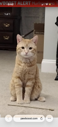 Lost Male Cat last seen Near viking ct, Murfreesboro, TN 37127