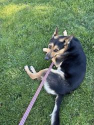 Found/Stray Male Dog last seen Mack Rd, Sacramento, CA 95823