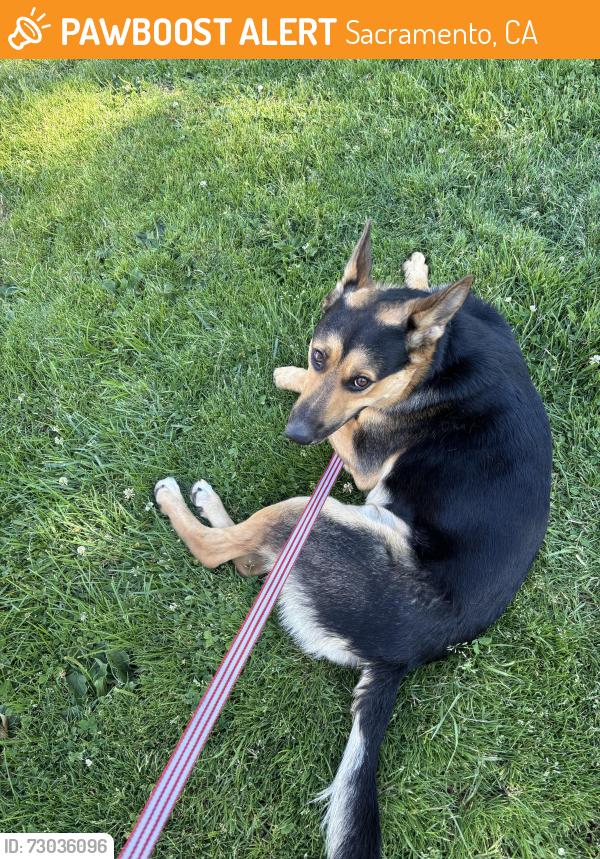 Found/Stray Male Dog last seen Mack Rd, Sacramento, CA 95823