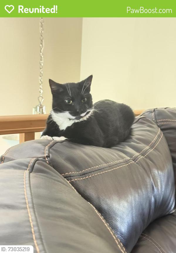Reunited Male Cat last seen Husher pub, 7 Mile road and Nicholson , Caledonia, WI 53108