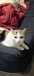 Lost Female Cat last seen Brookside St Wilkes Barre, Wilkes-Barre, PA 18705