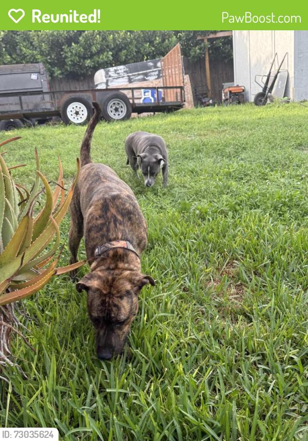 Reunited Unknown Dog last seen E. Terry street, Bonita Springs, FL 34135
