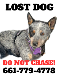 Lost Male Dog last seen Near Freeway North/ past Soledad Exit, Acton, CA 93550