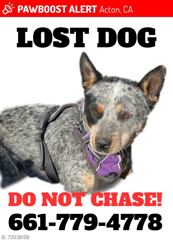 Lost Male Dog last seen Near Freeway North/ past Soledad Exit, Acton, CA 93550