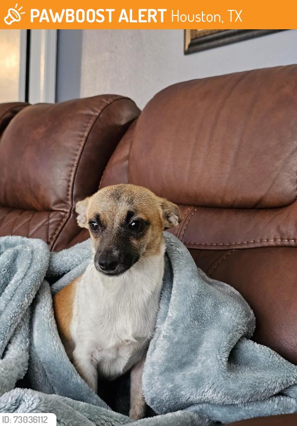 Found/Stray Male Dog last seen Near miraglen st 77023, Houston, TX 77011