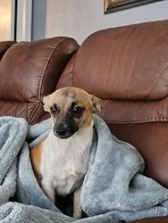 Found/Stray Male Dog last seen Near miraglen st 77023, Houston, TX 77011