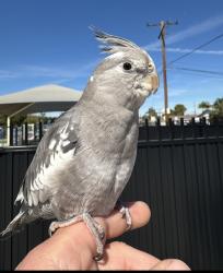 Lost Female Bird last seen Clinton elementary school , Garden Grove, CA 92843
