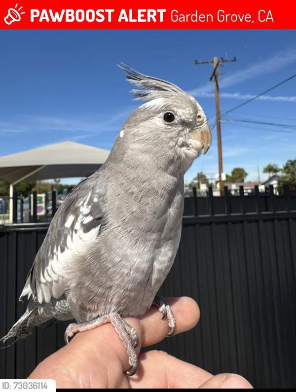Lost Female Bird last seen Clinton elementary school , Garden Grove, CA 92843