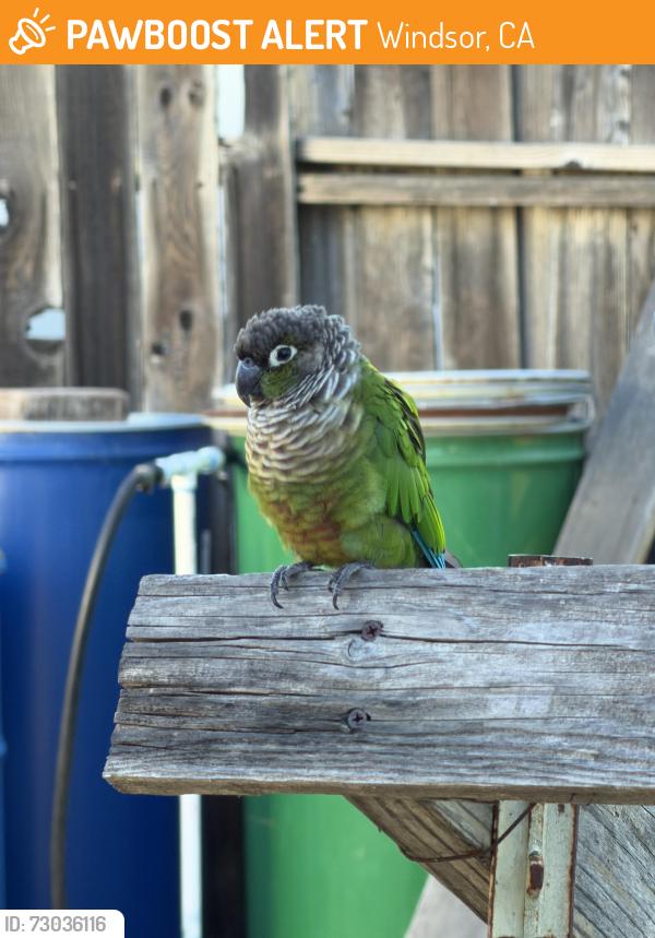 Found/Stray Unknown Bird last seen Binggelli Drive & Robbie Way, Windsor, CA 95492