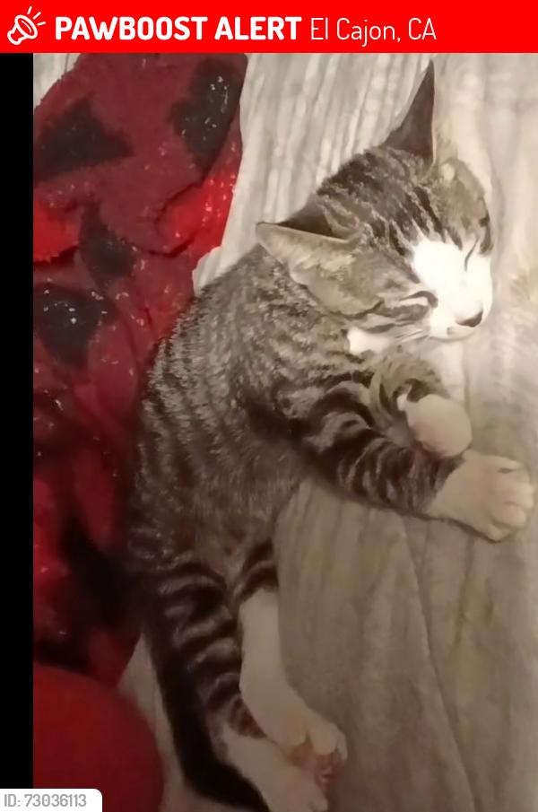 Lost Male Cat last seen East main Street El cajon CA , El Cajon, CA 92019