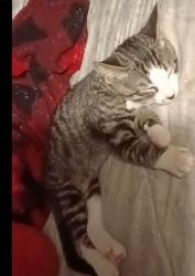 Lost Male Cat last seen East main Street El cajon CA , El Cajon, CA 92019