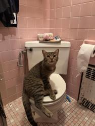 Lost Male Cat last seen Corner of Englishtown Rd & Texas Rd, Monroe Township, NJ 08831