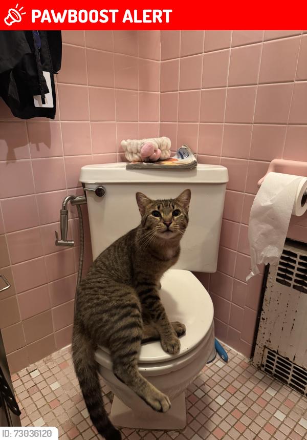 Lost Male Cat last seen Corner of Englishtown Rd & Texas Rd, Monroe Township, NJ 08831