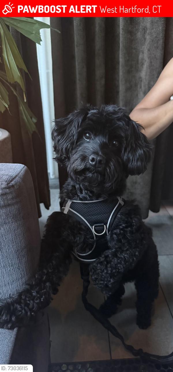 Lost Male Dog last seen Elmhurst Street , West Hartford, CT 06110