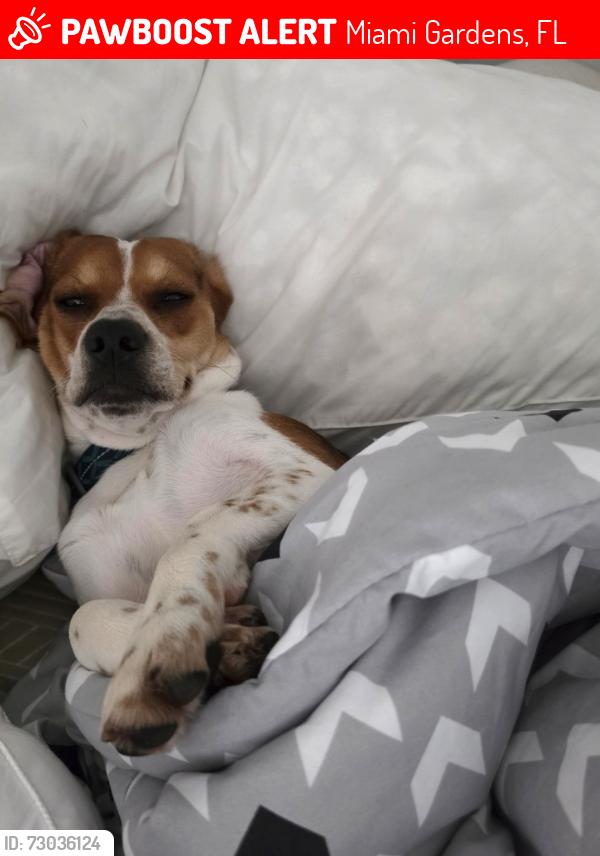 Lost Male Dog last seen 183rd st, Miami Gardens, FL 33055