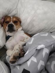 Lost Male Dog last seen 183rd st, Miami Gardens, FL 33055