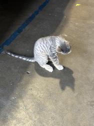 Found/Stray Unknown Cat last seen Andover Rd, El Cajon, El Cajon, CA 92019