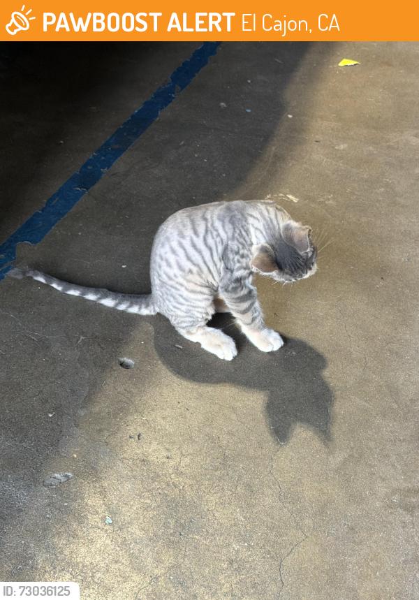Found/Stray Unknown Cat last seen Andover Rd, El Cajon, El Cajon, CA 92019