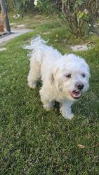 Reunited Male Dog last seen Shawnee & Osage, Lake Forest, CA 92630