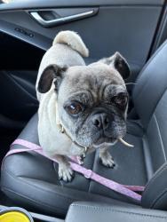 Reunited Female Dog last seen Found on Broadway, #A069056 now at the Santa Monica Animal Shelter, Santa Monica, CA 90404