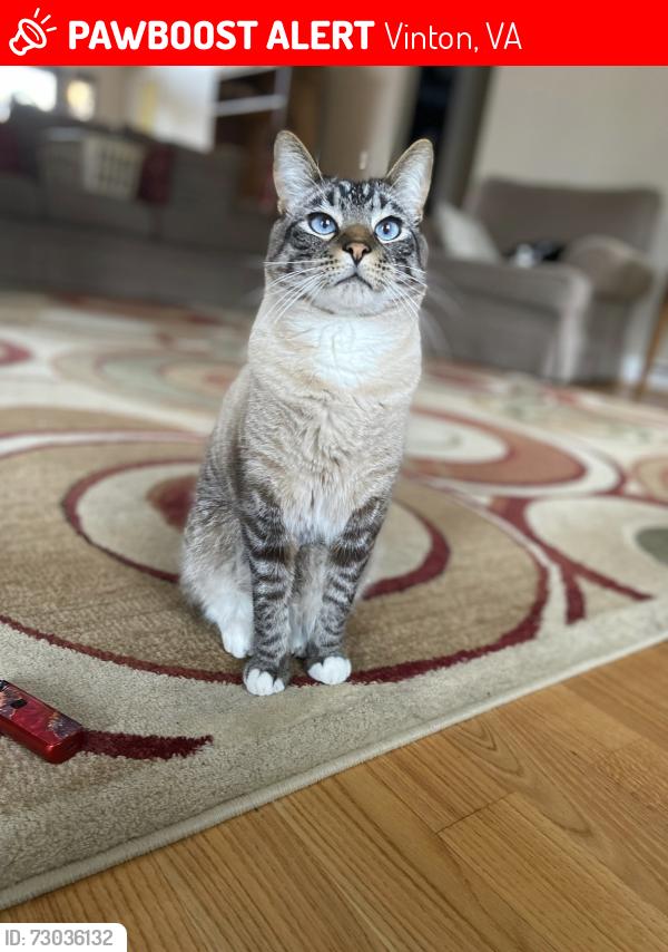 Lost Male Cat last seen Downtown Vinton, Vinton, VA 24179
