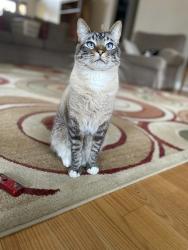 Lost Male Cat last seen Downtown Vinton, Vinton, VA 24179