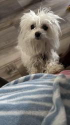 Lost Female Dog last seen Arcadia PKWY, Myrtle Beach, SC 29588