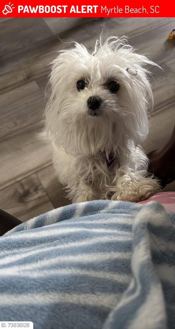 Lost Female Dog last seen Arcadia PKWY, Myrtle Beach, SC 29588
