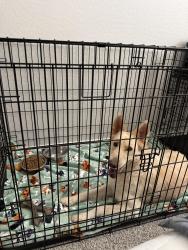 Found/Stray Female Dog last seen S 94th ln and W encinas ln. Tolleson, Phoenix, AZ 85353