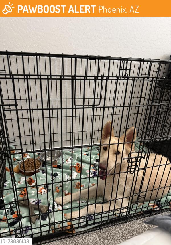 Found/Stray Female Dog last seen S 94th ln and W encinas ln. Tolleson, Phoenix, AZ 85353