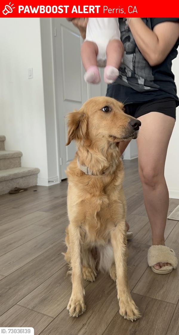 Lost Female Dog last seen Eagle ave., Perris, CA 92571