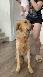 Lost Female Dog last seen Eagle ave., Perris, CA 92571